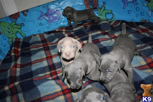 Weimaraner Puppies